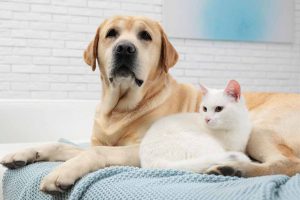 Picture of a dog and cat