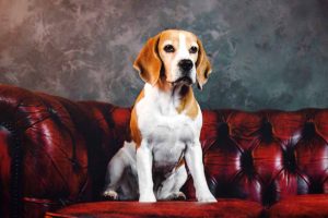Picture of a beagle on a red couch