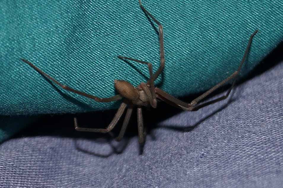 Picture of a brown recluse spider