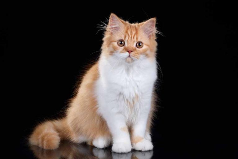Picture of a orange and white cat
