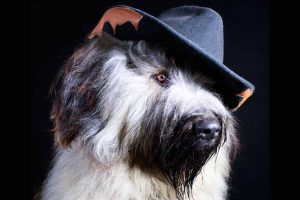 Picture of a dog wearing a cowboy hat