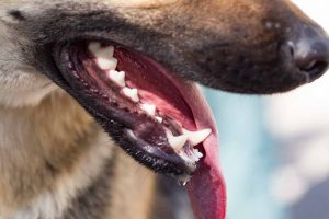 Picture of a dogs mouth