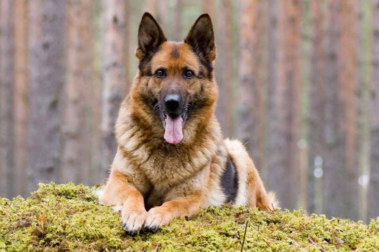 Top 10 Popular Double Coated Dog Breeds Pet Friendly House