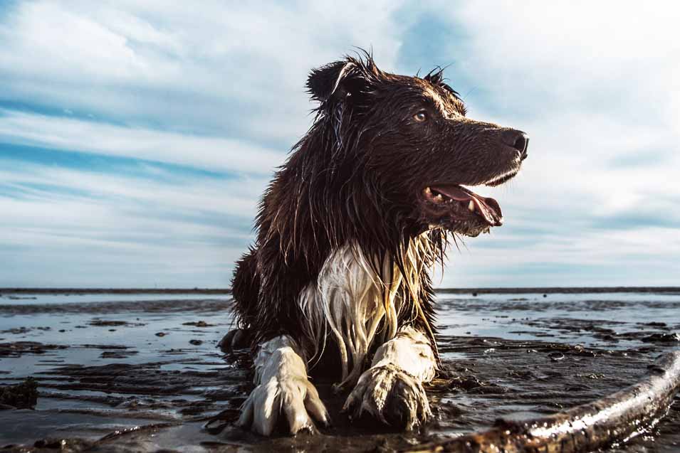 Picture of a wet dog on the beach