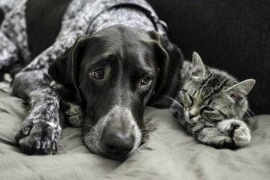 Picture of a dog and cat on a bed