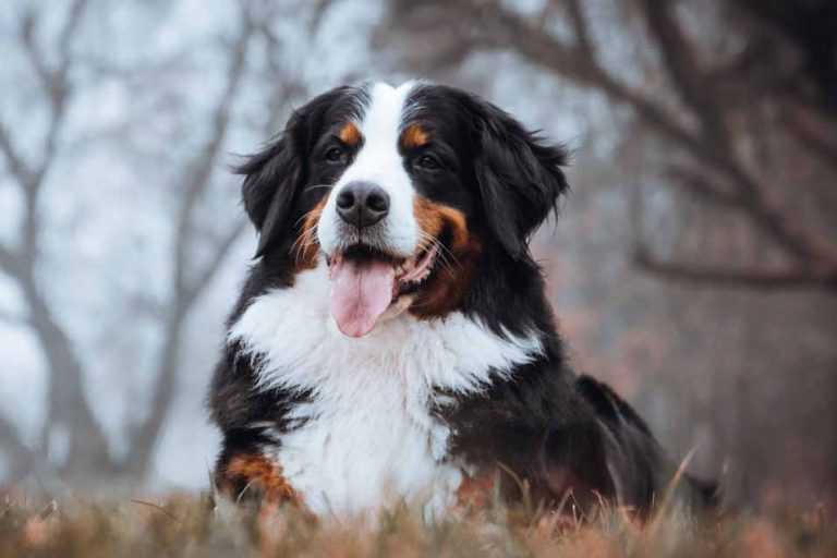 Breathing Problems in Dogs Common Problems and Treatment