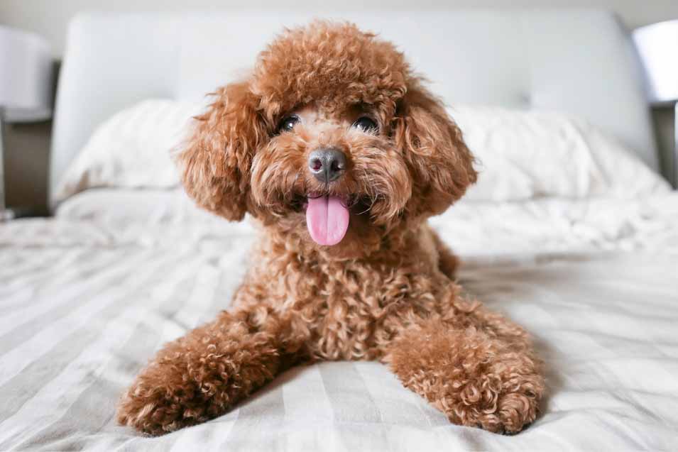 Picture of a poodle on a bed
