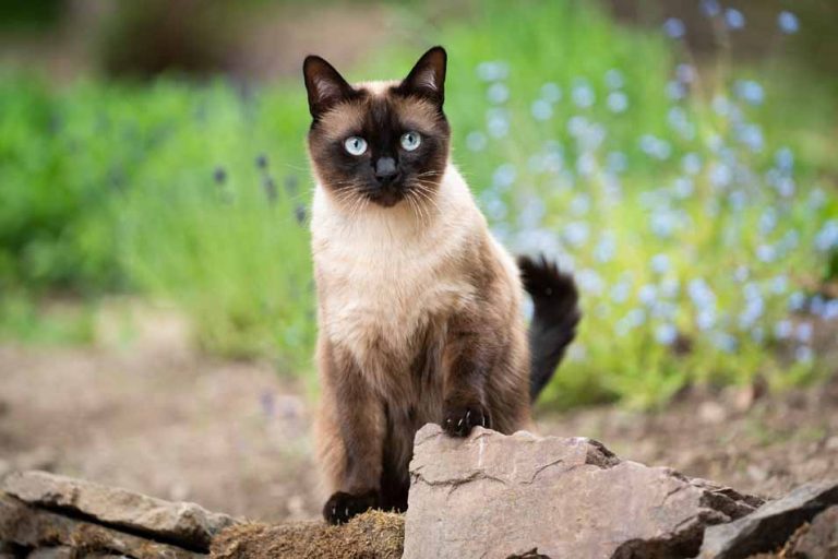 Picture of a Siamese Cat