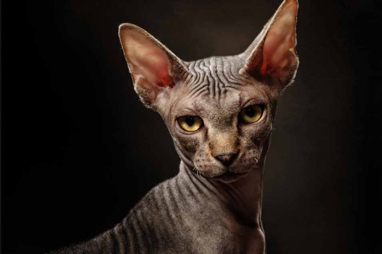 Picture of a Sphynx Cat