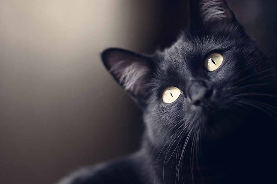 Picture of a black cat