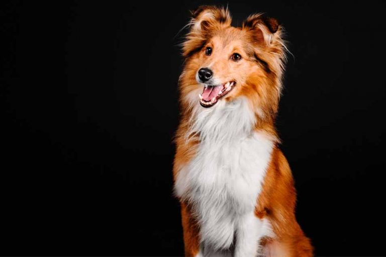 Picture of a Collie Dog