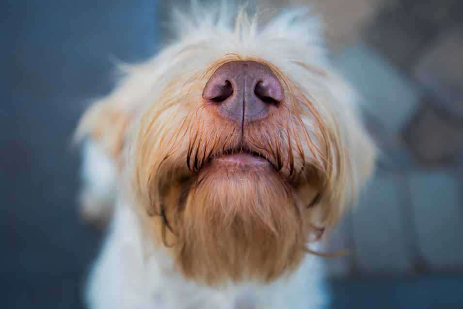 Picture of a dogs nose