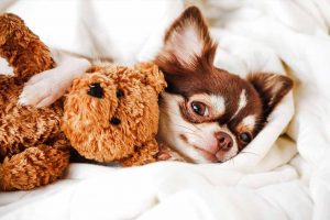 Picture of a small dog in bed