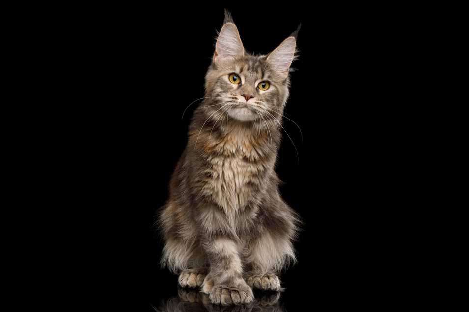 Picture of a Maine Coon Cat
