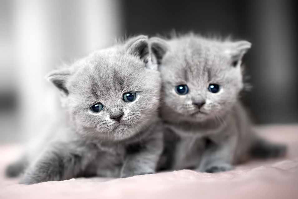 Picture of 2 kittens