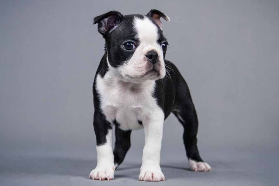 Picture of a Boston Terrier Puppy