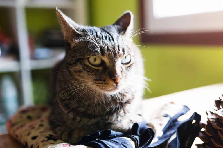 Curated visual reference: Picture Idea: Is Your Cat Stressed Causes Signs And Treatment