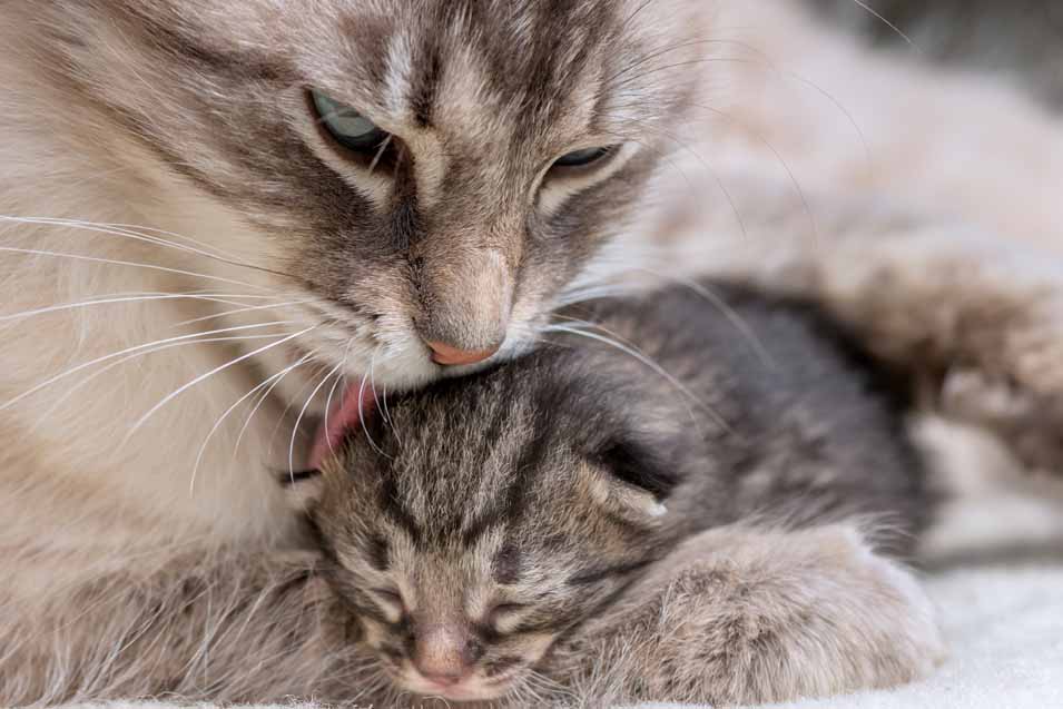 birth of kittens