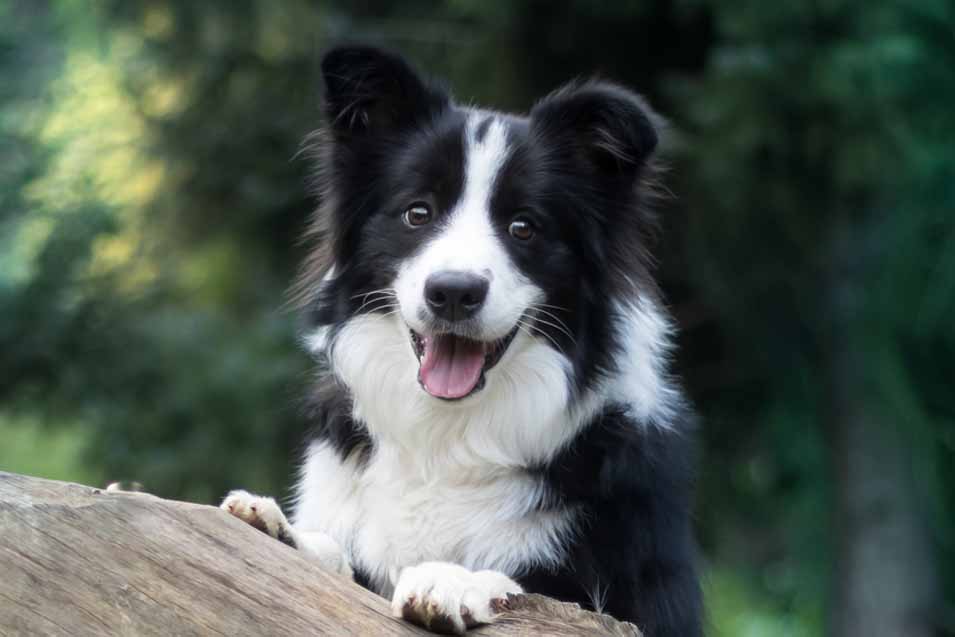 Picture of a border collie