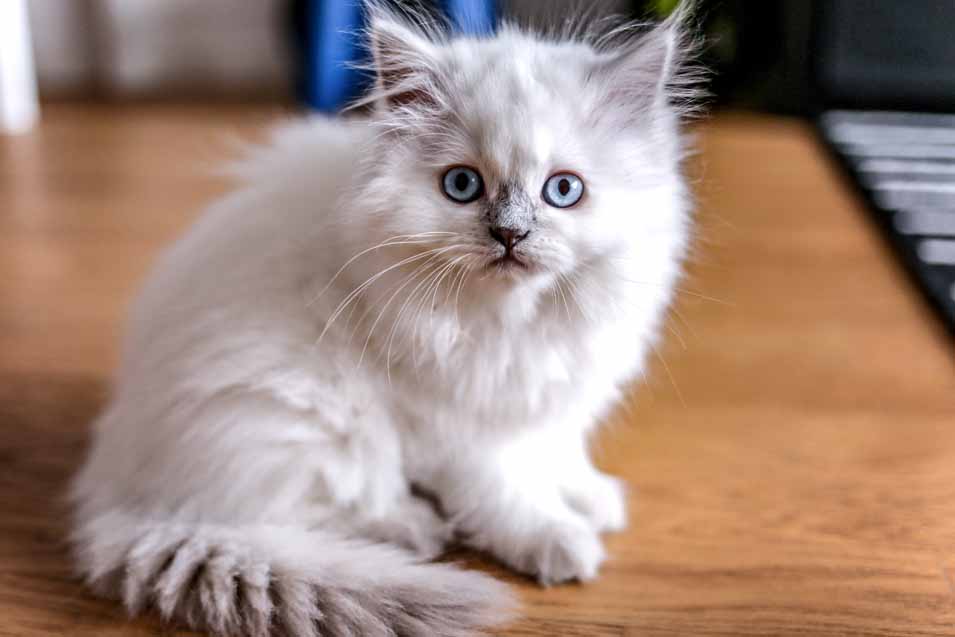 Picture of a kitten