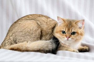Picture of a brown cat