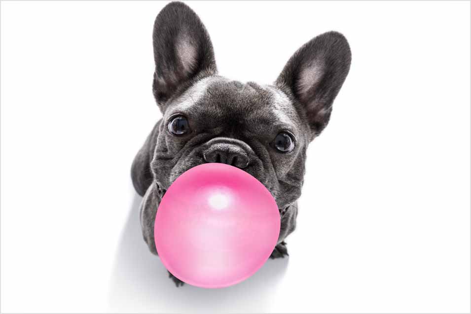 Picture of a dog chewing gum