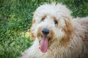 Picture of a Goldendoodle
