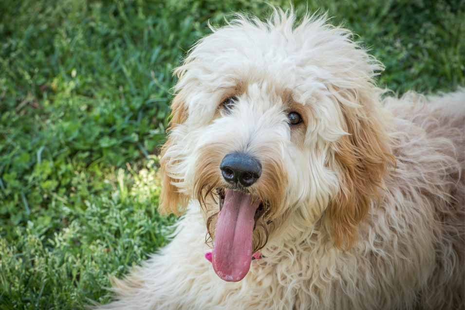 Picture of a Goldendoodle