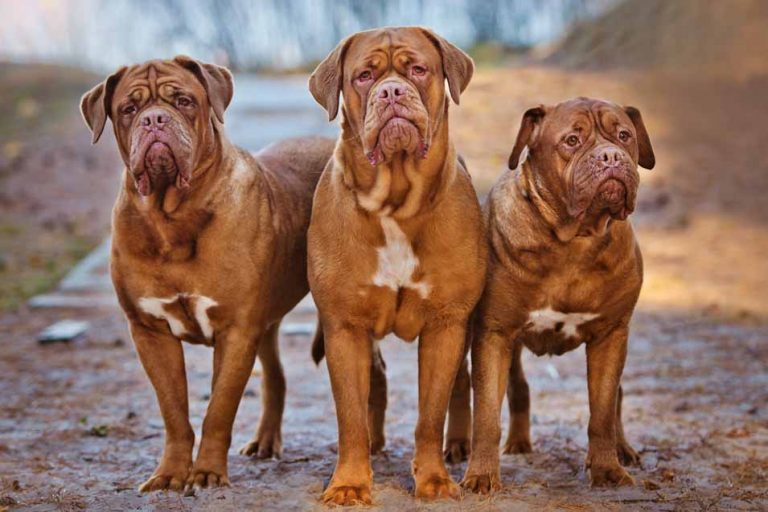 Can Dogs Get STDs Pet Friendly House