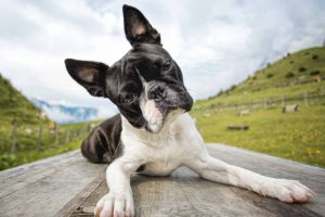 Picture of a boston terrier