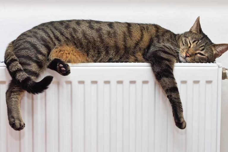 Lethargy in Cats Causes, Treatment and Recovery