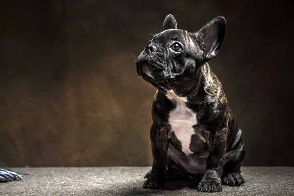 Picture of a brindle French Bulldog