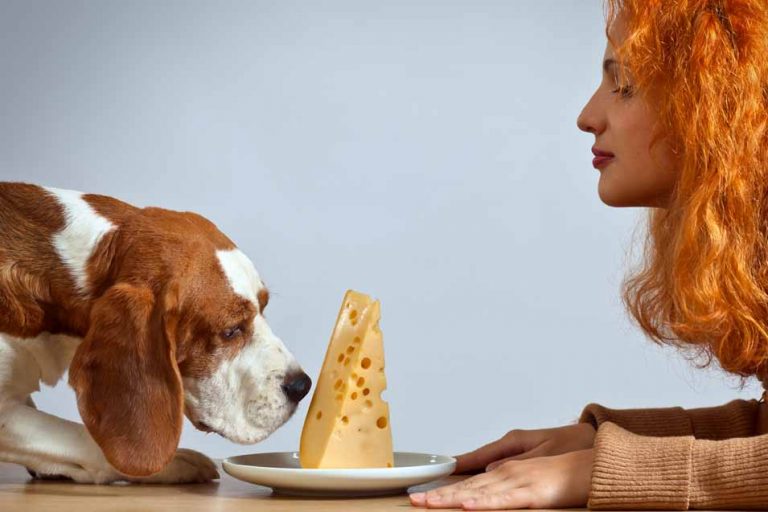 Picture of a dog and a slice of cheese