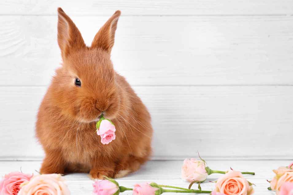 Picture of a bunny eating a rose