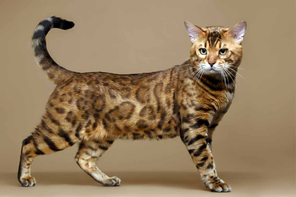 Picture of a spotted cat