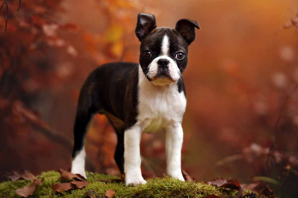 Picture of a Boston Terrier