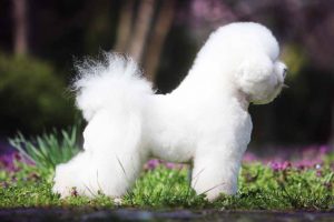 picture of a bichon frize
