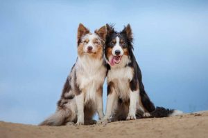 Picture of 2 Collie Dogs