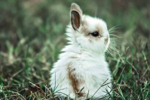 Picture of a white and brown bunny