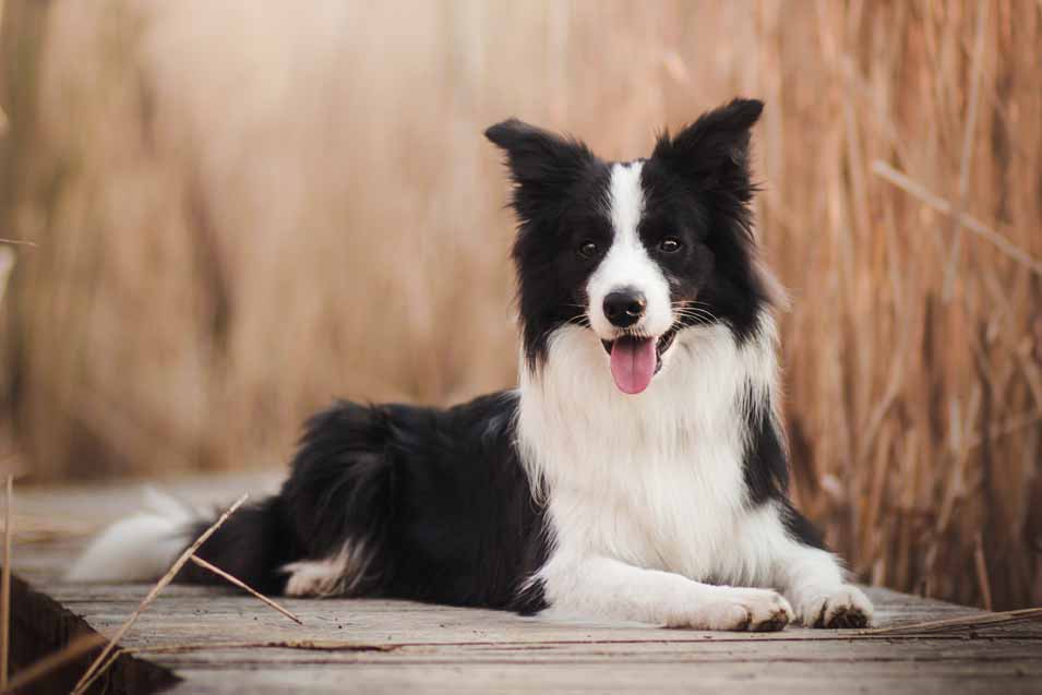 picture of a border collie