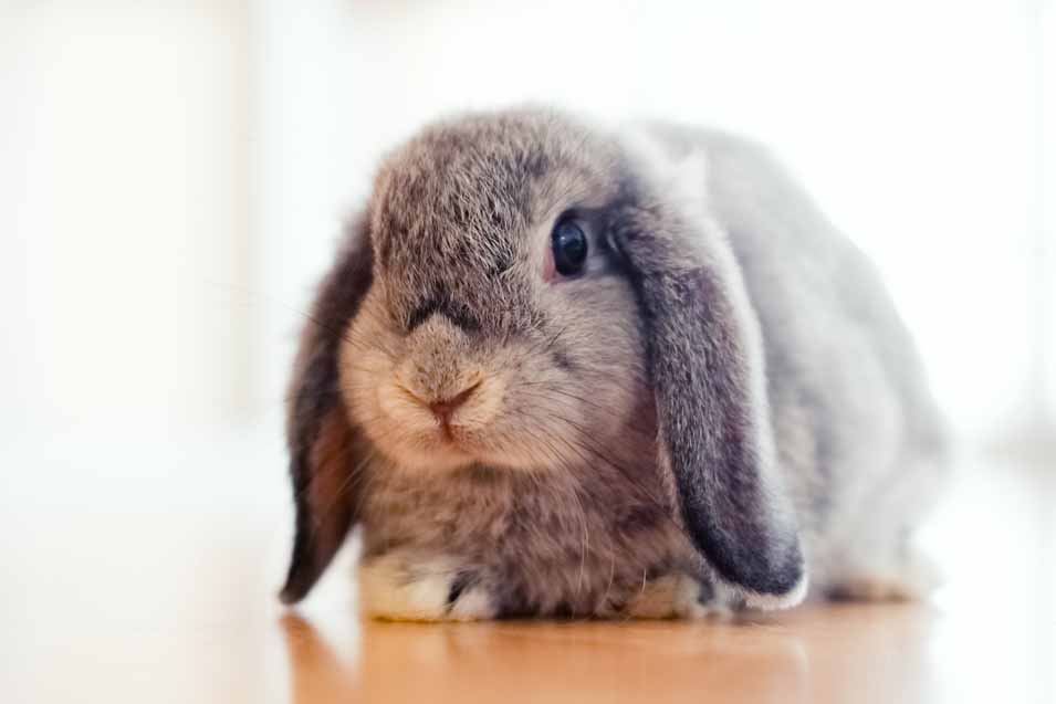 Picture of a Holland Lop rabbit