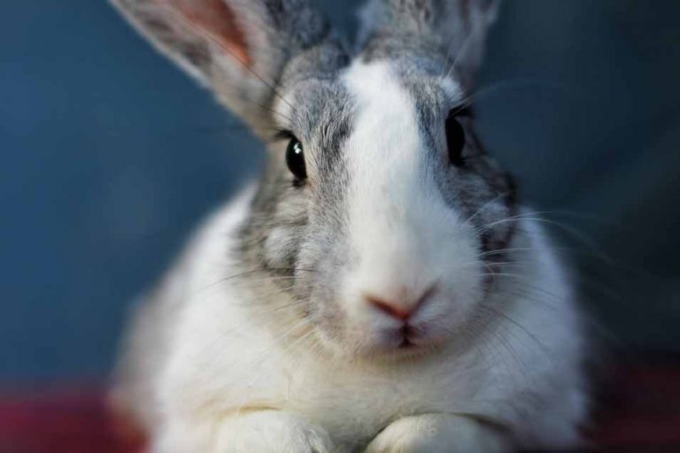 Picture of a grey and white rabbit