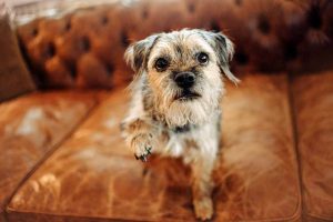 Picture of a dog on a leather sofa