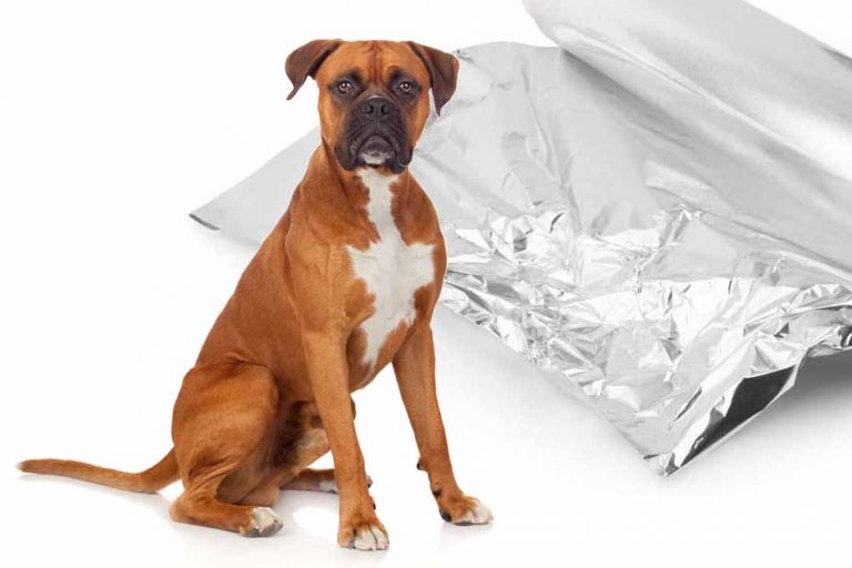 Picture of a dog and aluminum foil