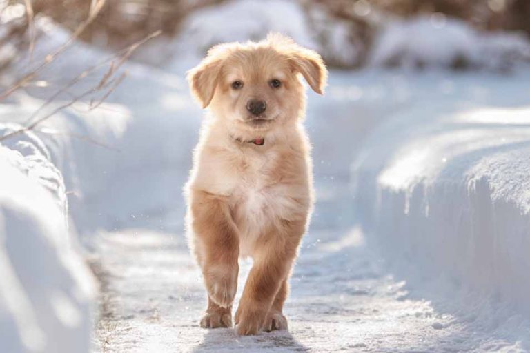 Picture of a puppy in the snow