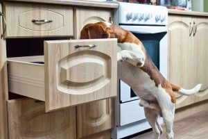 picture of a dog in kitchen cabinet