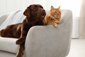 Picture of a dog and cat on a sofa