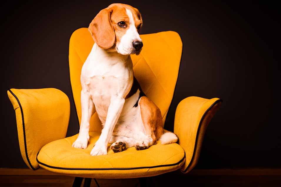 preventing pet odors on furniture