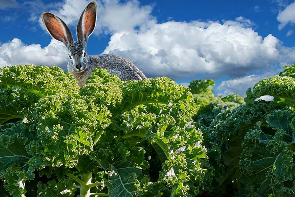 Picture of a bunny in kale
