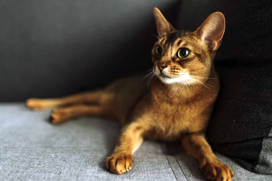 Picture of a cat on a sofa